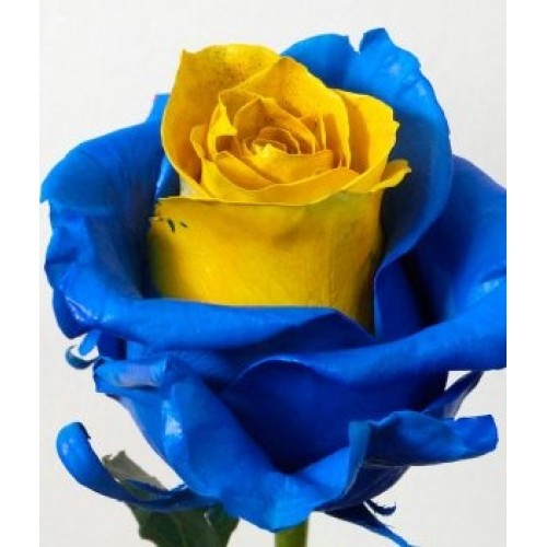 Boca Roses (we make them for your favorite team, order them)